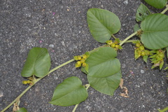 Argyreia involucrata